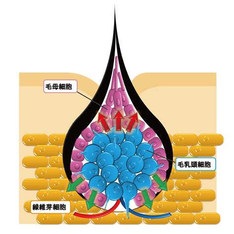 乳頭生毛|乳頭毛